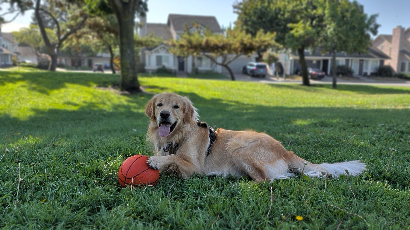 Rex the golden retriever happily guarding the case study with a ball